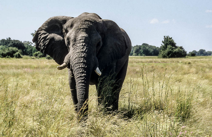 Okavango-Delta Elefant
