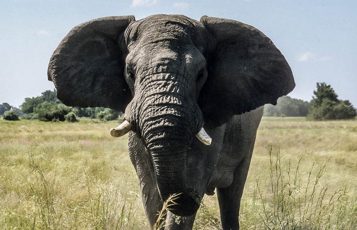 Okavango-Delta Elefant