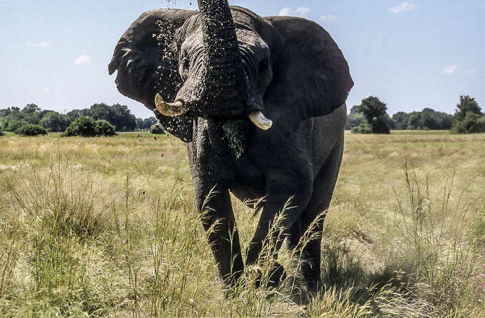 Okavango-Delta Elefant