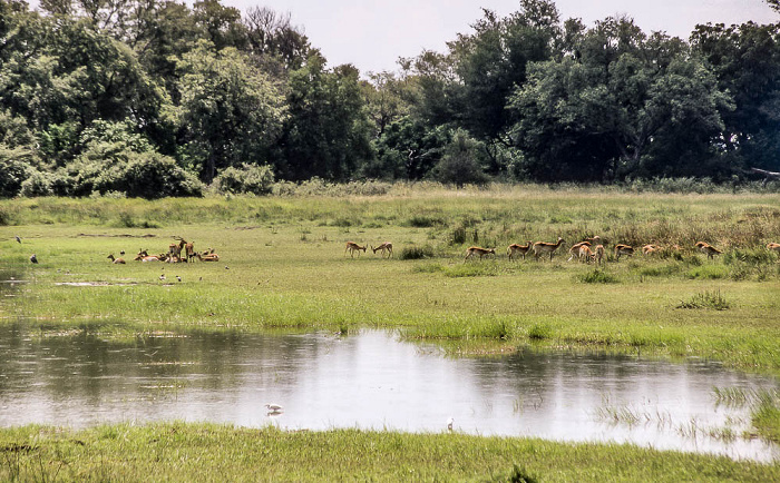 Impalas Kwara