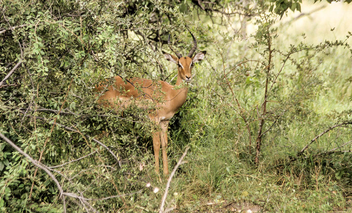 Impala Okavango-Delta