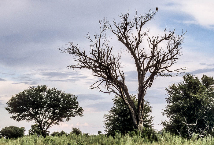 Okavango-Delta