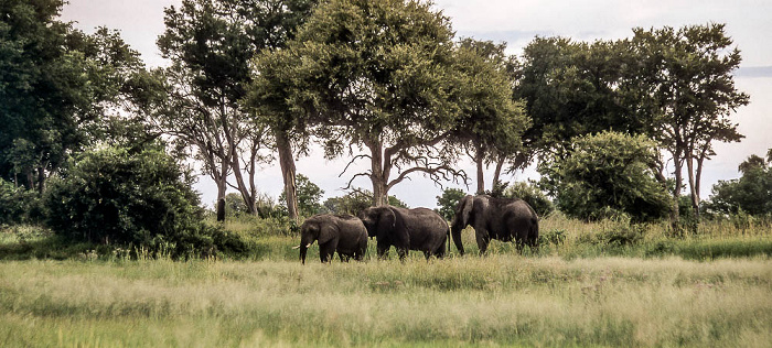 Elefanten Okavango-Delta