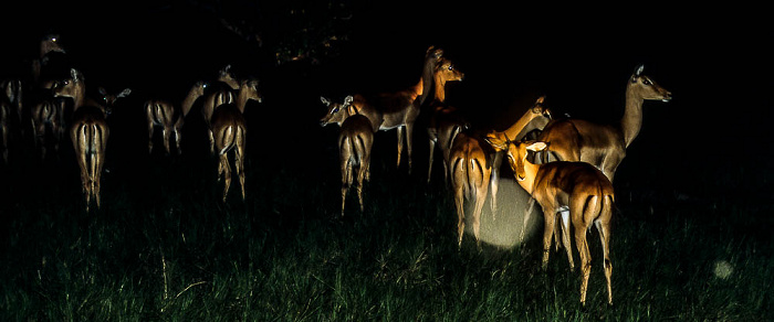 Impalas Okavango-Delta