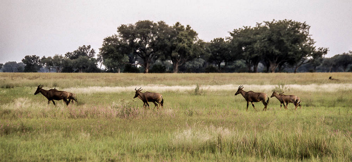 Kuhantilopen Okavango-Delta