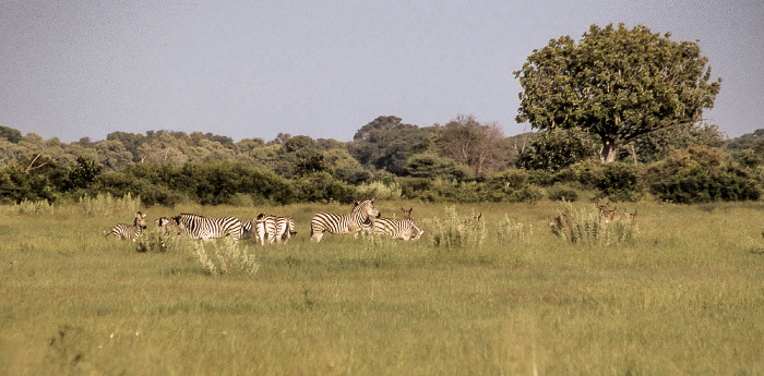 Okavango-Delta Zebras