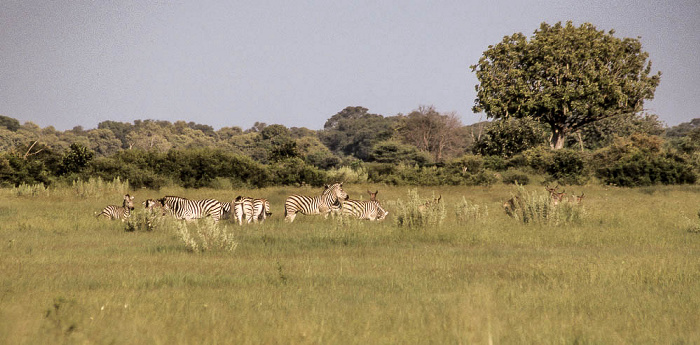 Zebras Okavango-Delta