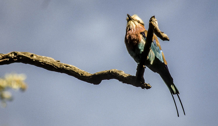 Gabelracke (Coracias caudata / Lilac-breasted Roller) Okavango-Delta