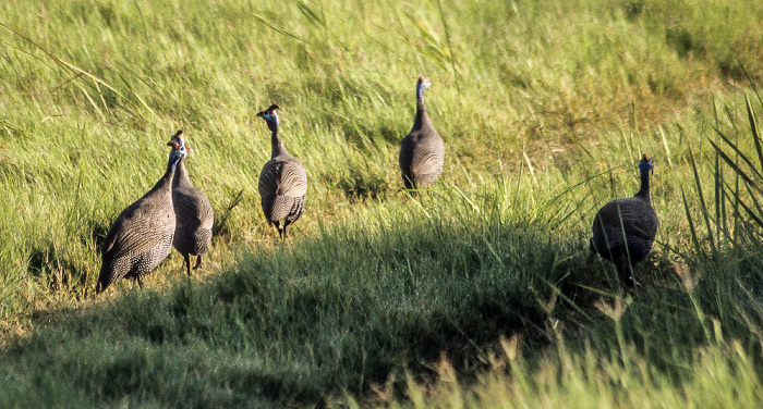 Perlhühner Okavango-Delta