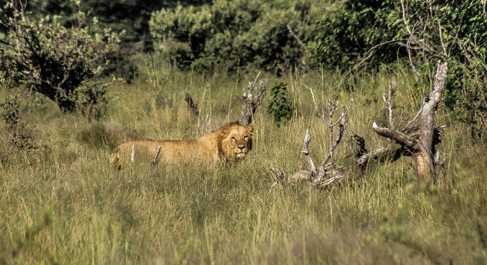 Okavango-Delta Löwe