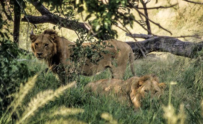 Okavango-Delta Löwen