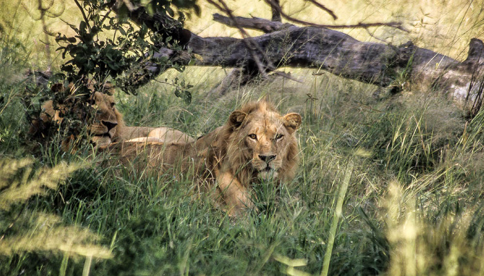 Löwen Okavango-Delta