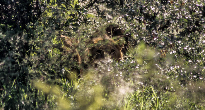 Okavango-Delta Löwe