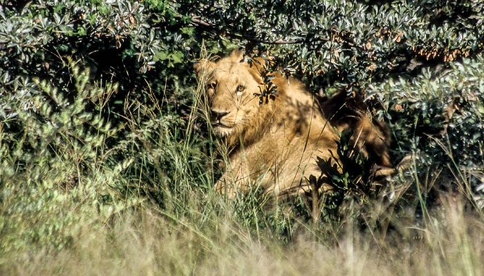 Löwen Okavango-Delta