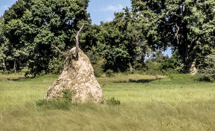 Okavango-Delta Termitenhügel