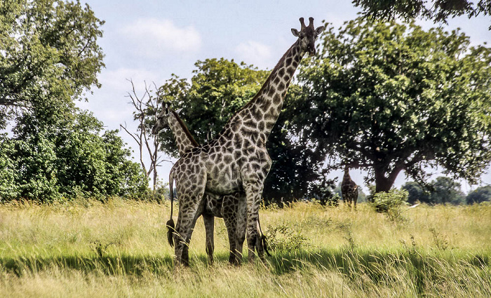 Okavango-Delta Giraffen