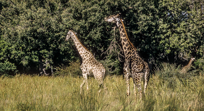 Okavango-Delta Giraffen