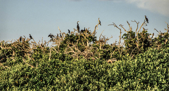 Kormorane Okavango-Delta