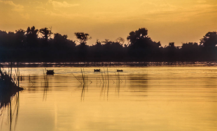 Okavango-Delta Flusspferde