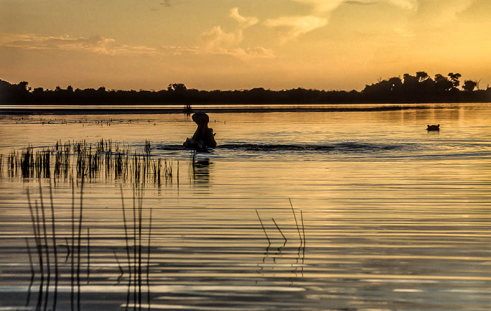 Okavango-Delta Flusspferde