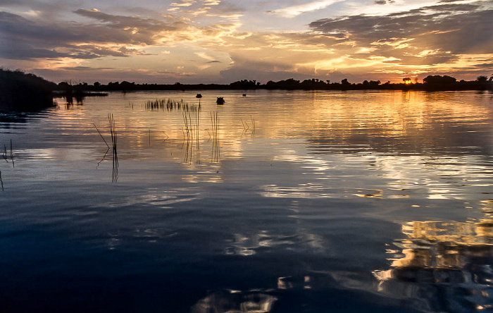 Flusspferde Okavango-Delta