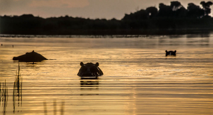 Flusspferde Okavango-Delta