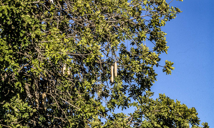 Leberwurstbaum Okavango-Delta