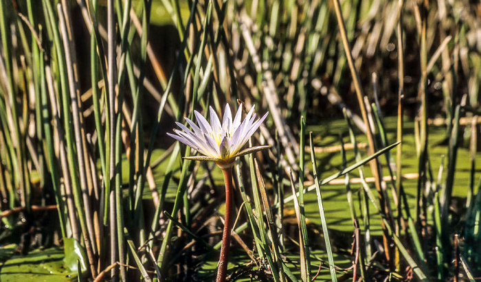 Okavango-Delta Wasserlilie