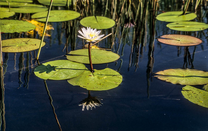 Wasserlilie Okavango-Delta