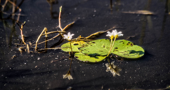 Okavango-Delta