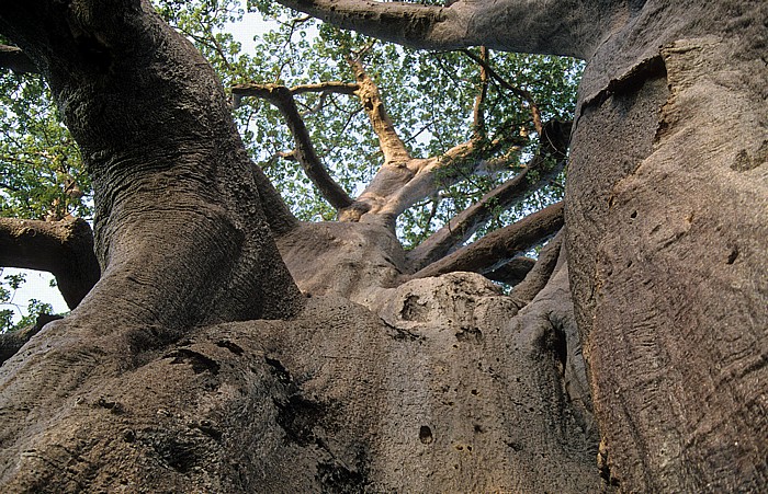 Planet Baobab Camping: Affenbrotbaum (Baobab) Gweta