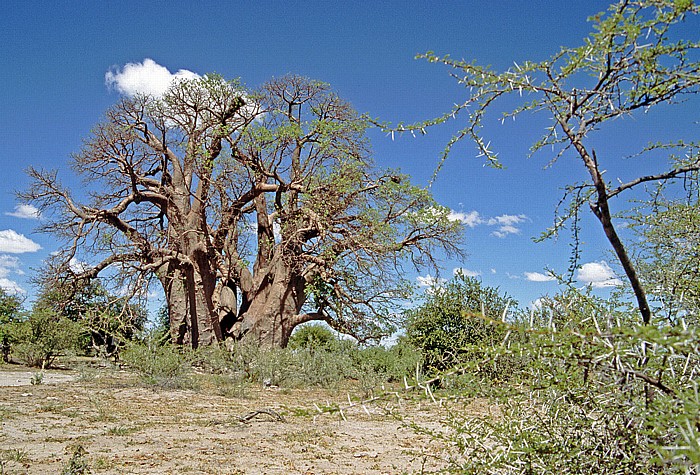 Makgadikgadi-Pfannen Chapman's Baobab (Affenbrotbaum)