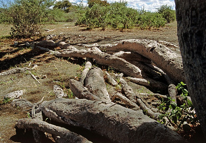 Wurzelwerk von Chapman's Baobab (Affenbrotbaum) Makgadikgadi-Pfannen