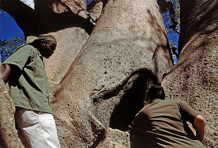Chapman's Baobab: Der sogenannte Briefkasten Makgadikgadi-Pfannen