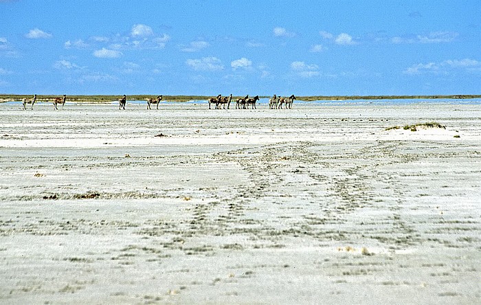 Makgadikgadi-Pfannen Zebras