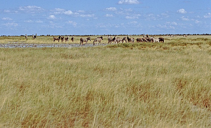 Makgadikgadi-Pfannen Zebras