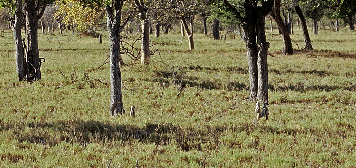 Erdmännchen Makgadikgadi-Pfannen