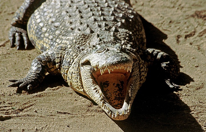 Krokodilfarm Otjiwarongo