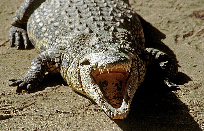 Otjiwarongo Krokodilfarm