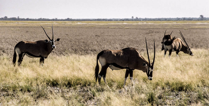 Gemsböcke (Spießböcke, Oryx gazella) Etosha-Nationalpark