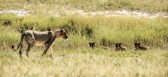 Löwen Etosha-Nationalpark