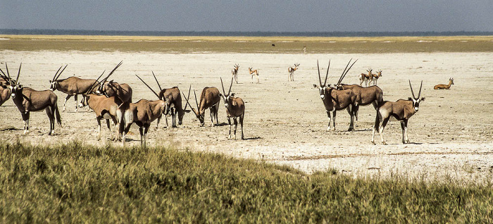 Etosha-Nationalpark Gemsbock-Herde (Spießbock, Oryx gazella)