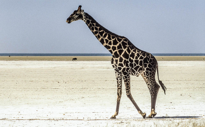 Giraffe Etosha-Nationalpark