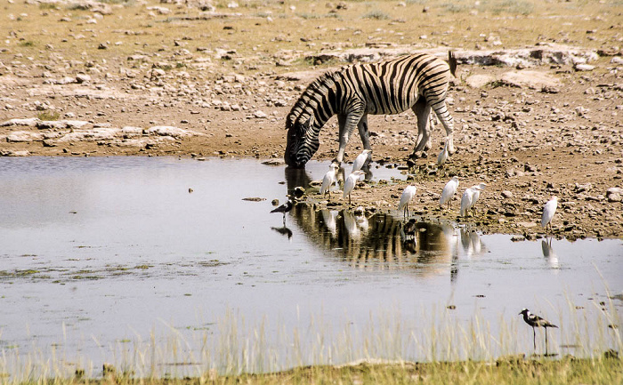 Wasserloch am Fort Namutoni: Zebras und Silberreiher (Antidorcas marsupialis) Etosha-Nationalpark