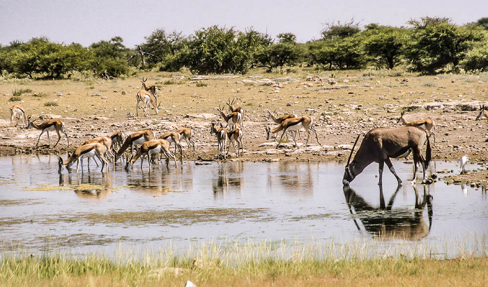 Wasserloch am Fort Namutoni Etosha-Nationalpark