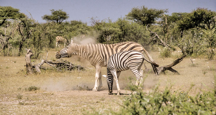 Zebras Etosha-Nationalpark