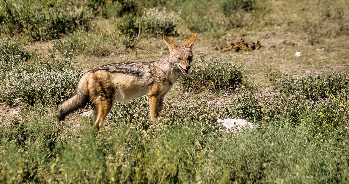 Etosha-Nationalpark Schabrackenschakal (Canis mesomelas)