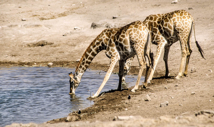 Etosha-Nationalpark Chudop-Wasserloch: Giraffen (Giraffa camelopardalis)