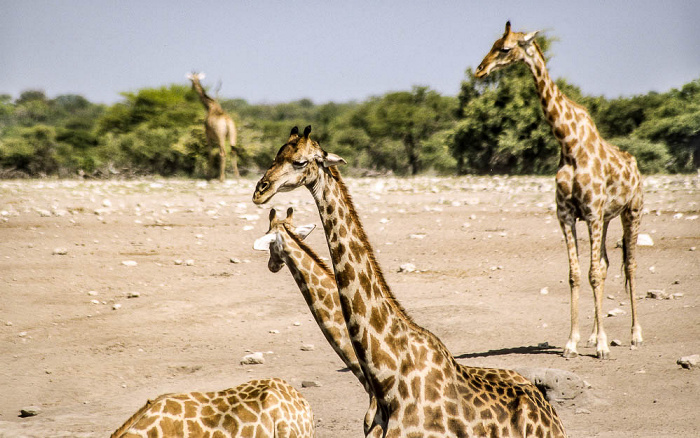 Etosha-Nationalpark Chudop-Wasserloch: Giraffen (Giraffa camelopardalis)