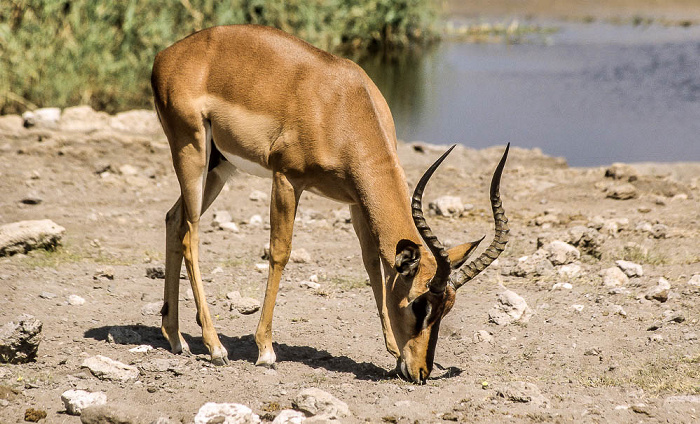 Etosha-Nationalpark Chudop-Wasserloch: Schwarznasen-Impala